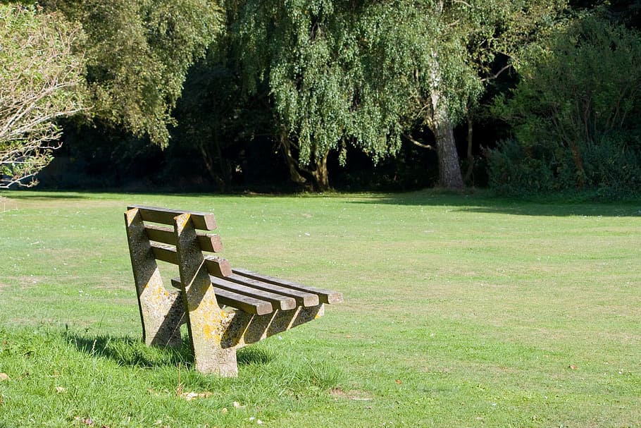 banco, parque, asiento, madera, hierba, verde, iluminado por el sol, pacífico, tranquilo, planta
