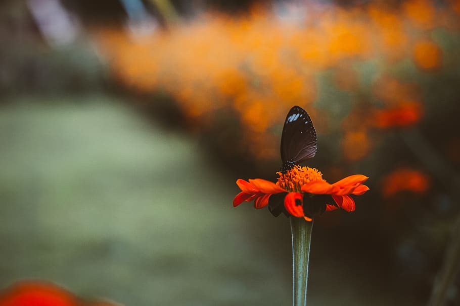 flower, blur, petal, nectar, butterfly, insect, flowering plant, beauty in nature, plant, fragility