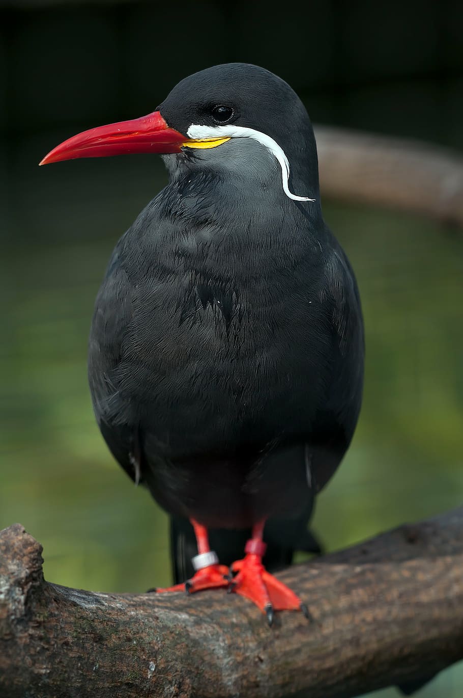 black, red, bird, daytime, inca tern, schwalbe, larosterna inca, animal, zoo, enlarge view