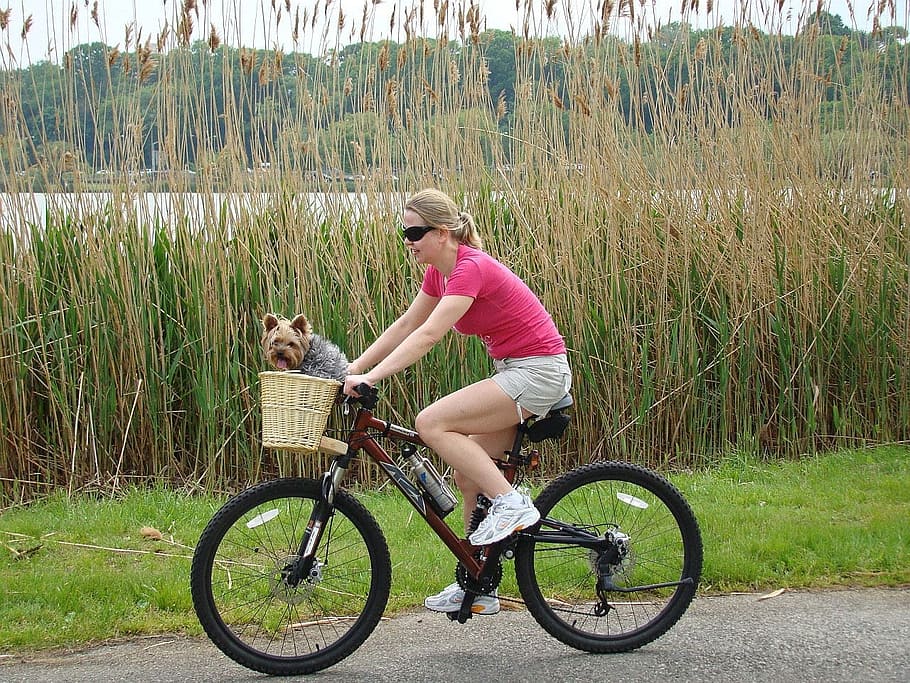 woman, riding, brown, bicycle, girl, bike, lake, grass, animal, dog