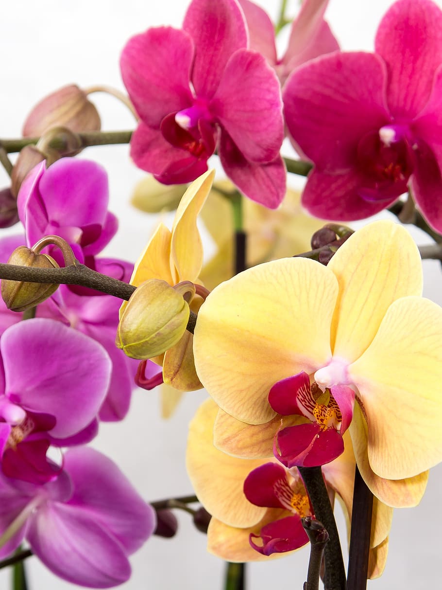 amarelo, vermelho, roxo, pétalas de flores, orquídea, phalaenopsis, orquídea borboleta, tropical, rosa, flor