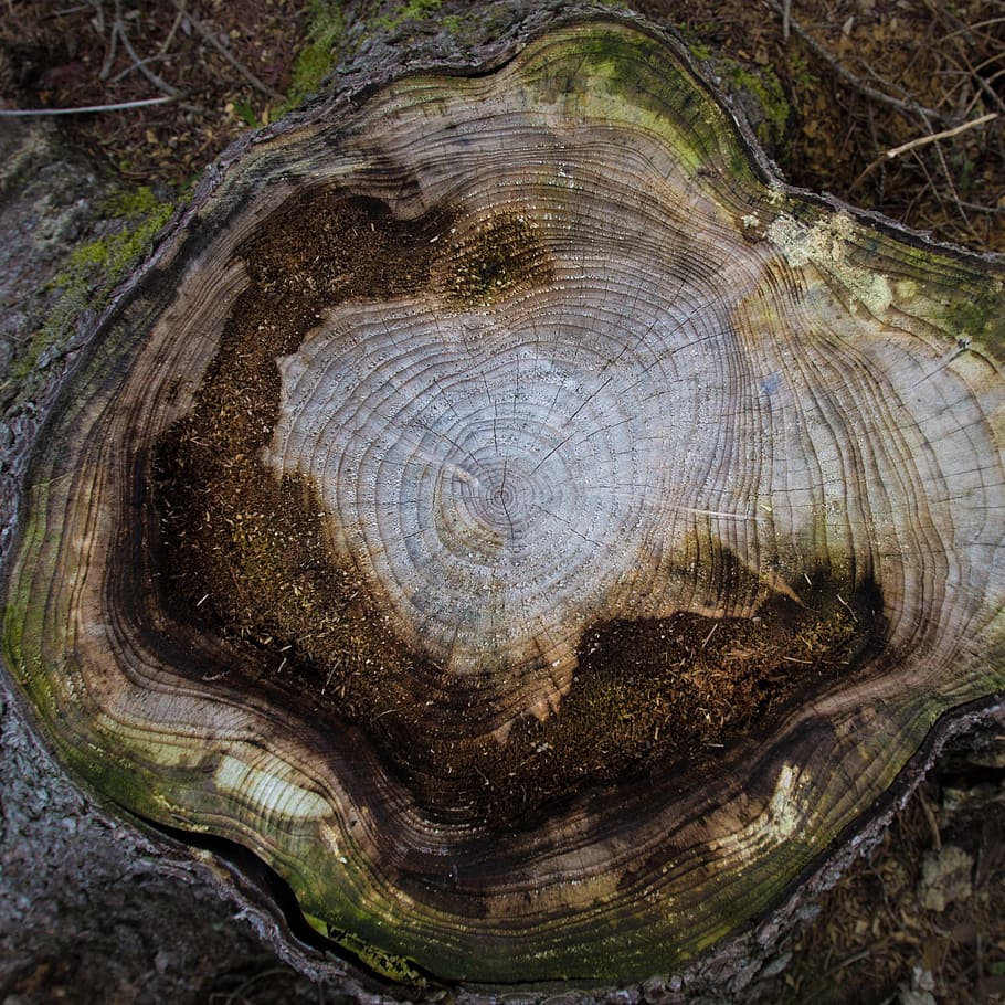 árbol, tope, tala, resumen, tocón de árbol, naturaleza, leña, madera, deforestación, silvicultura