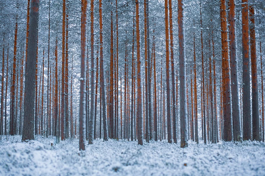 pino, pinar, árbol, bosque, bosque de invierno, invierno, nieve, escarcha, naturaleza, temperatura fría