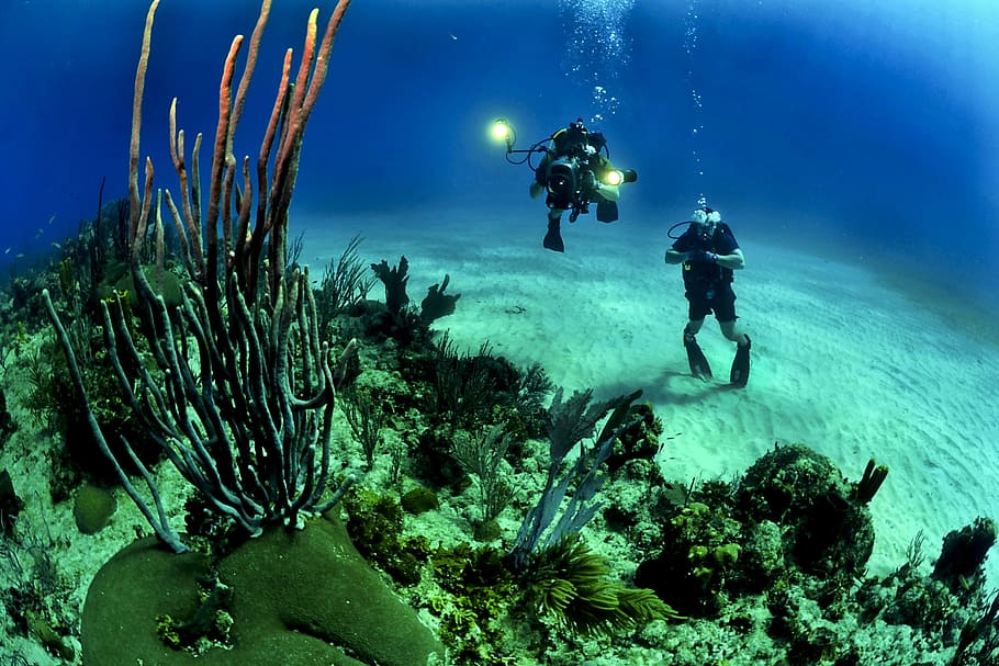 two, divers, ocean bottom, takes, coral, reefs, daytime, scuba, reef, underwater