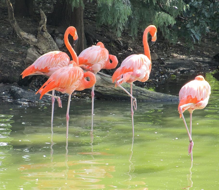 cinco, naranja, cisne, cuerpo, agua, durante el día, cuerpo de agua, flamencos rosados, pájaros, salvaje