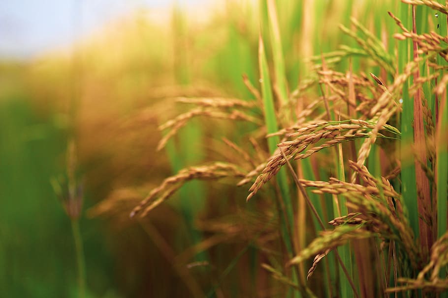 paddy field, paddy, field, food, rice, agriculture, wheat, grain, cereals, nature