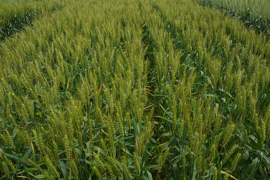 in wheat field, green, neat, growth, green color, plant, field, landscape, land, rural scene