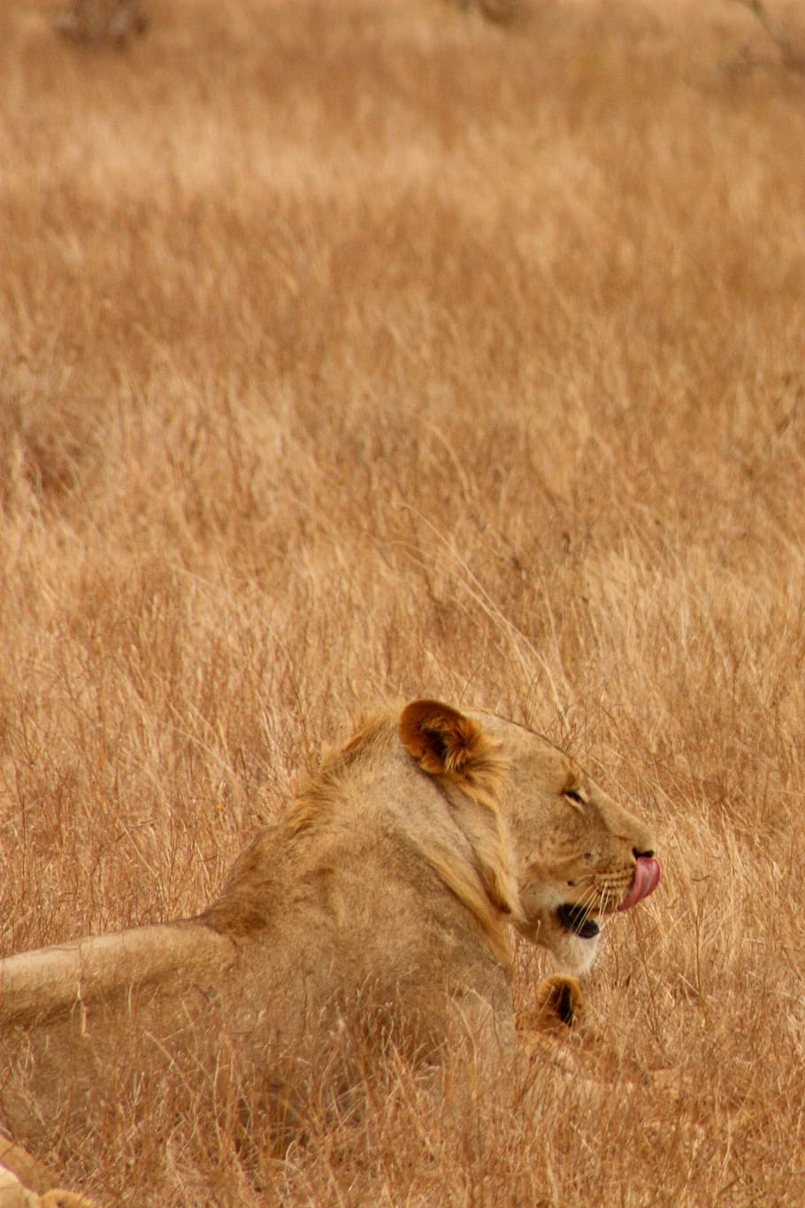 Singa, Hewan, Keluarga, Liar, Binatang Menyusui, safari, afrika, perjalanan, kenya, petualangan