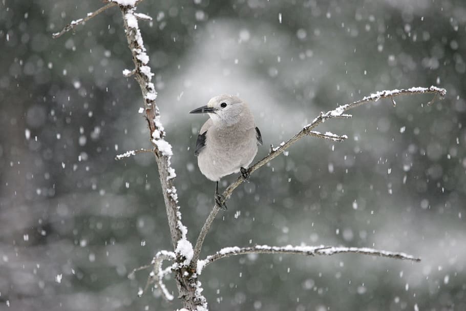 small, gray, bird, perched, tree, winter, clark's nutcracker, snow, wildlife, nature