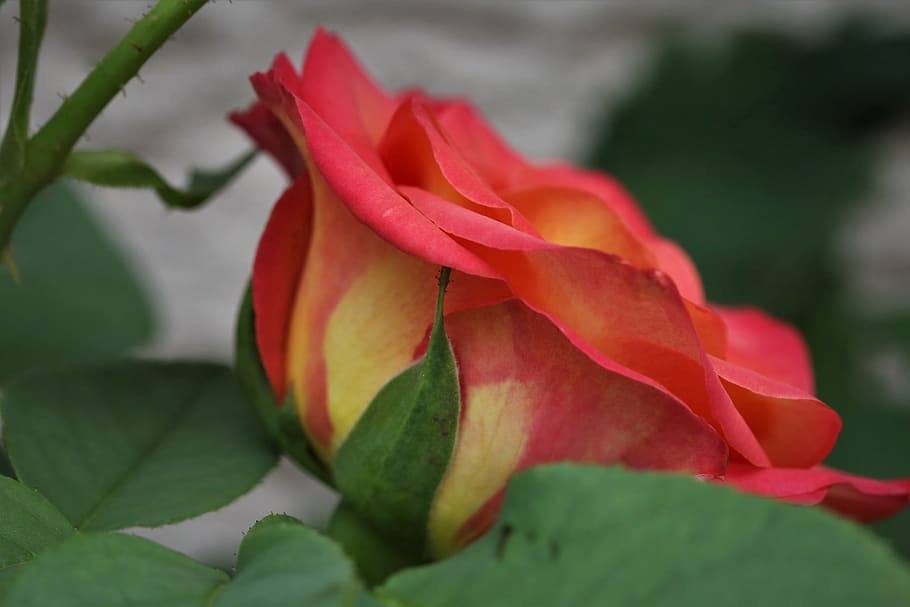 red yellow rose alinka, blooming, colorful, decorative, romantic, summer, nature, outdoor, flowering plant, flower