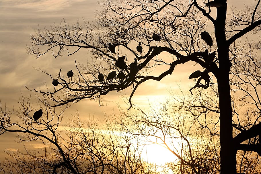 silhouette photo, bare, Silhouette, Tree, Birds, Dusk, Sunset, fly, wings, feather