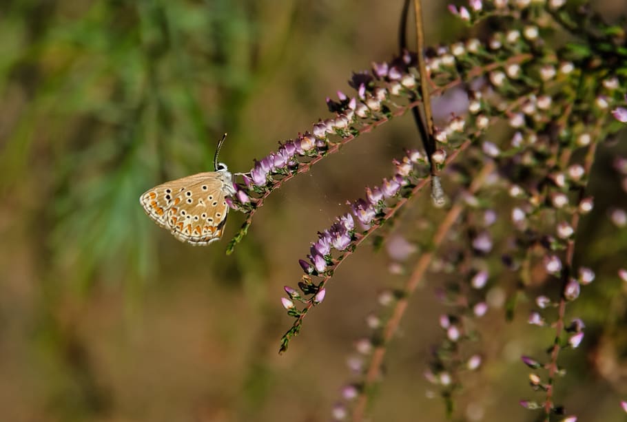 butterfly, heather, plant, violet, nature, brown argus, underwing, purple, flowers, spring