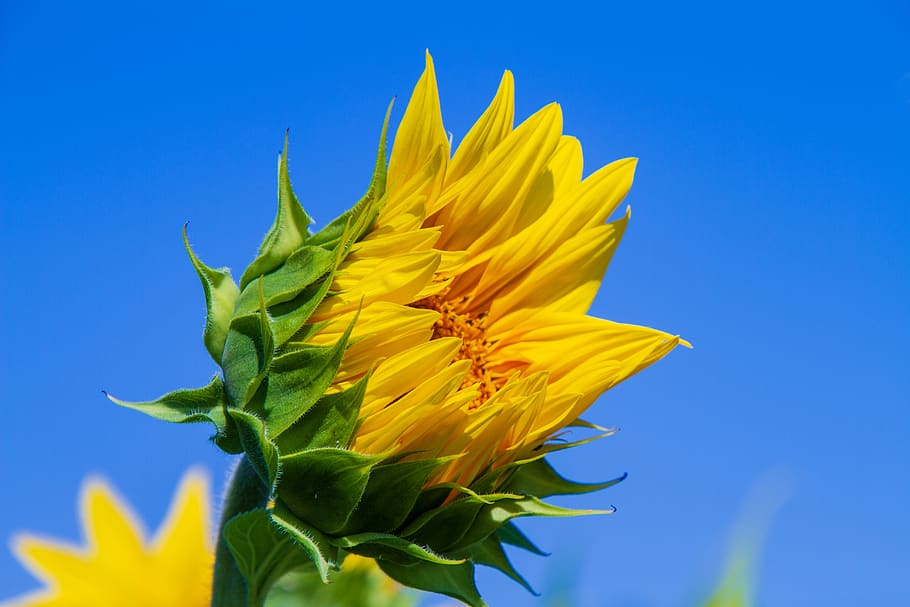 girasol, flor, medio cerrado, naturaleza, Amarillo, planta floreciendo,  azul, frescura, planta, pétalo | Pxfuel