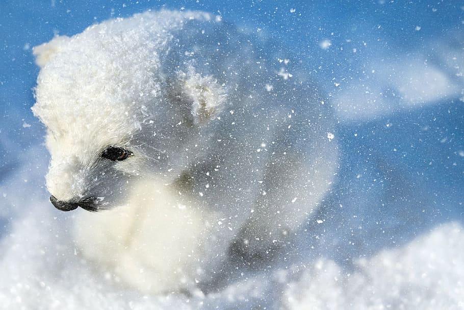 シロクマの子 シロクマ 捕食者 動物 白 若い 座っている 雪 雪片 ぬいぐるみ Pxfuel