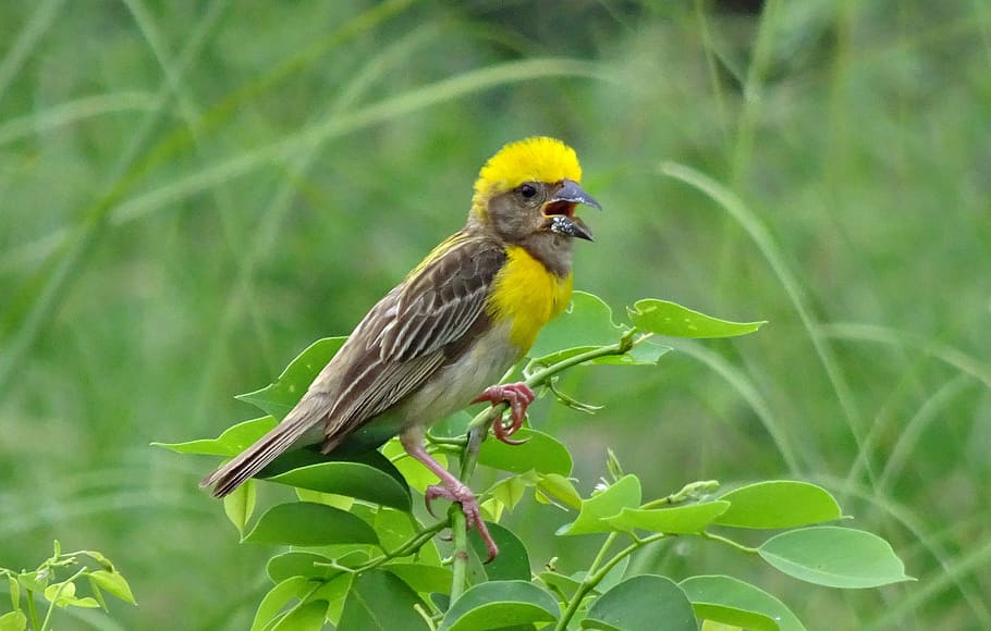 bird, baya weaver, ploceus philippinus, weaverbird, male, fauna, wildlife, rajasthan, india, animal