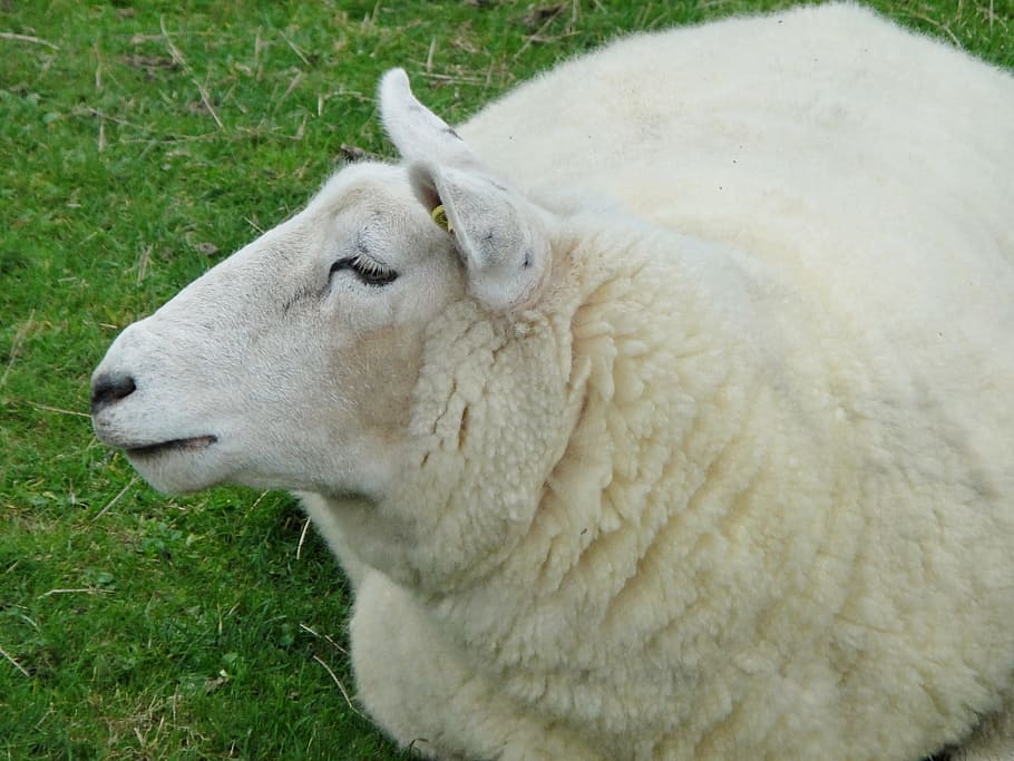 Sheep, Wool, Animal, Dike, Nordfriesland, sheep, wool, head, fur, soft, grass