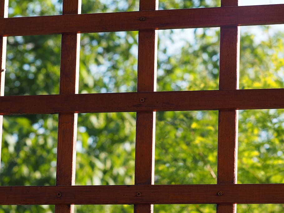 grating, truss, pergola, garden, wood, view, frame, fuzzy, security, focus on foreground