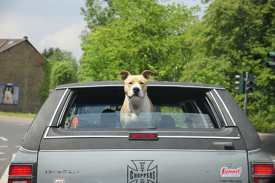 adult, tan, white, american pit bull terrier, inside, vehicle, car, dog, usa car, pitbull