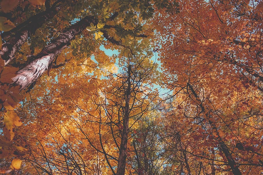 lindo outono / outono, cores de outono, floresta, árvores, lindo, outono / outono, cores, natureza, outono, natural
