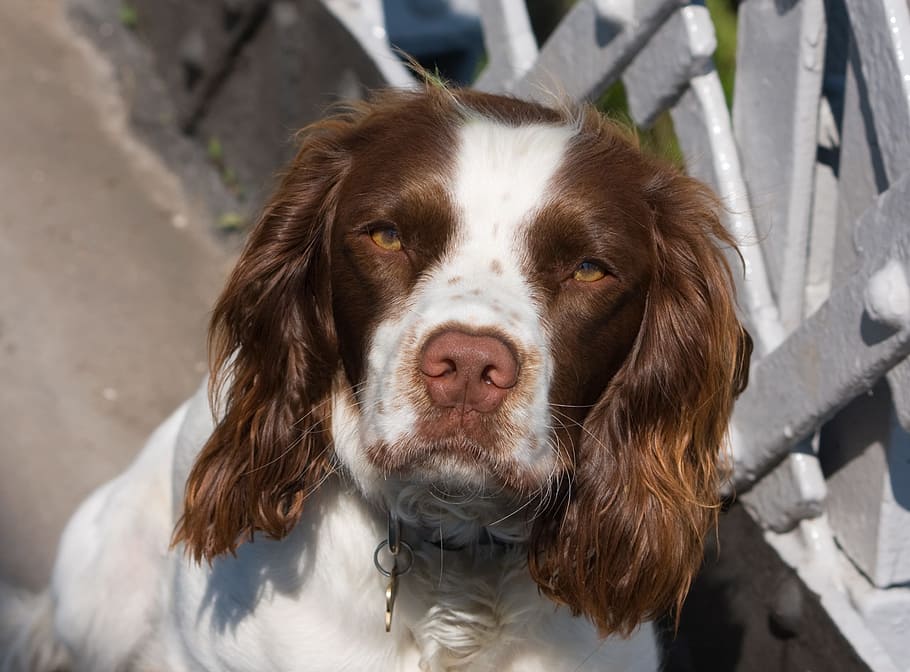 dog, english springer spaniel, springer, spaniel, hunting dog, portrait, head, close-up, pretty, cute
