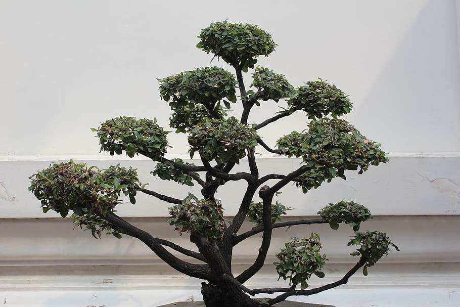 bonsai, tree, decoration, potted plant, bonsai tree, plant, growth, day, beauty in nature, nature