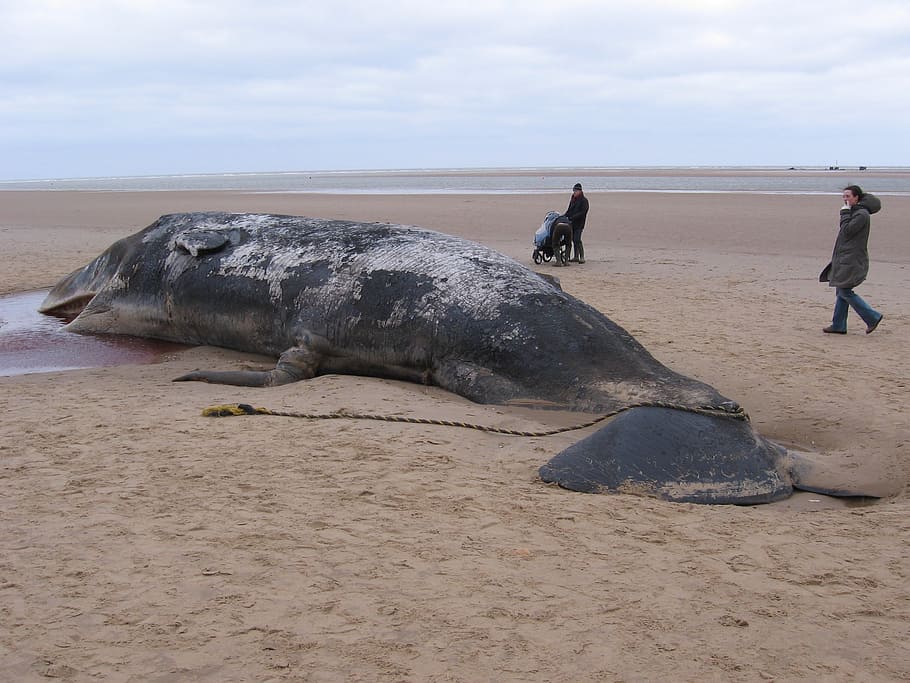 sperm whale, beached, dead, ocean, animal, mammal, nature, large, sea, beach