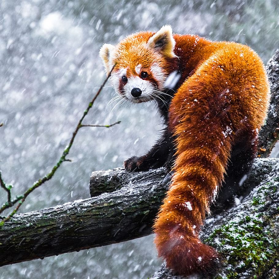 red, panda, animals, snow, storm, anxious, outdoor, tree, branch, fur