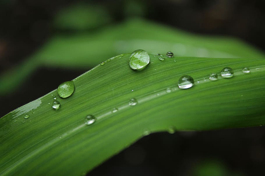 droplets, water, dew, rain, wet, macro, nature, green color, leaf, plant part