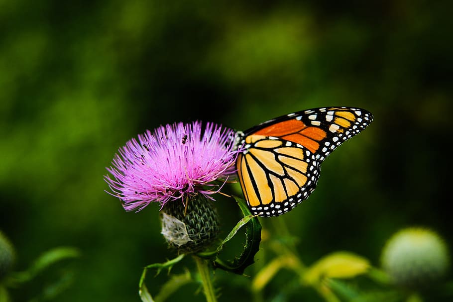 butterfly, flower, butterly on flower, pink flower, wings, insect, nature, summer, plant, colored