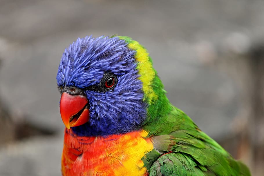 мелкий, фокусная фотография, синий, зеленый, оранжевый, птица, попугай, близко, лорикет, трихоглоссус радуга