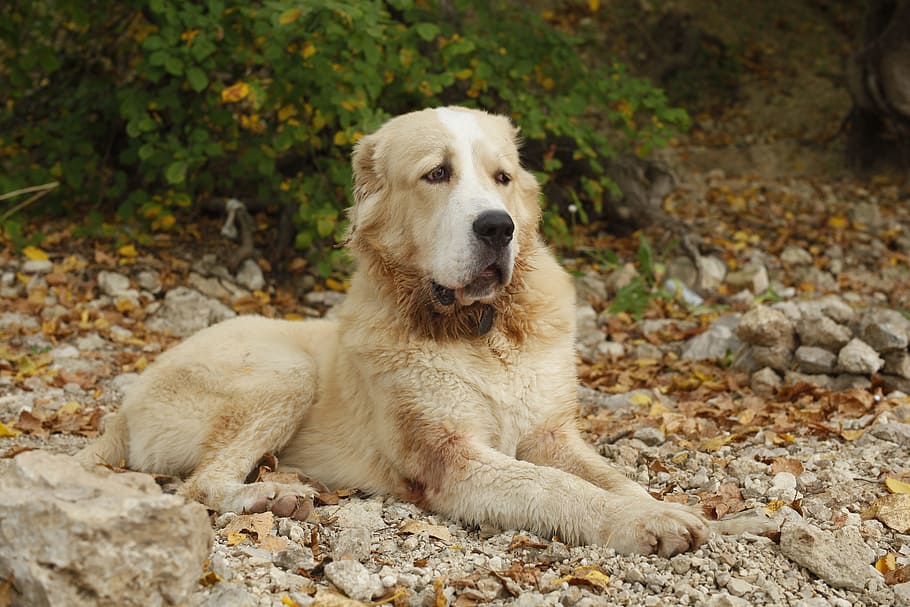 犬 アラバイ 中央アジアの羊飼いの犬 家 目 動物 ペット 男の親友 一匹の動物 動物テーマ Pxfuel