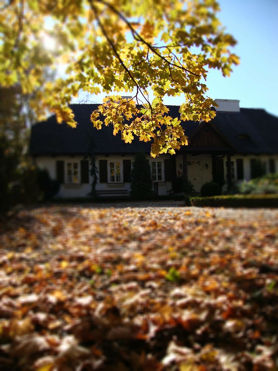 sierpc, poland, manor, building, tree, autumn, view, leaf, outdoors, house