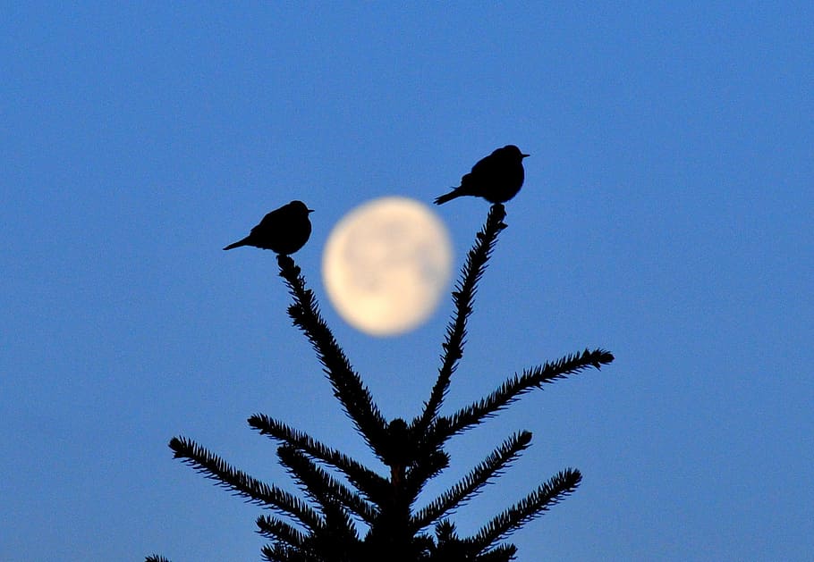 Mountain, Bluebirds, Moon, Tree, mountain bluebirds, perched, branch, silhouettes, sunset, moonrise