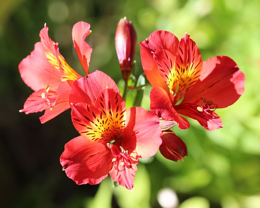 peruvian lily, lily of the incas, alstroemeria, flowers, bright, red, yellow centre, colourful, springtime, nature