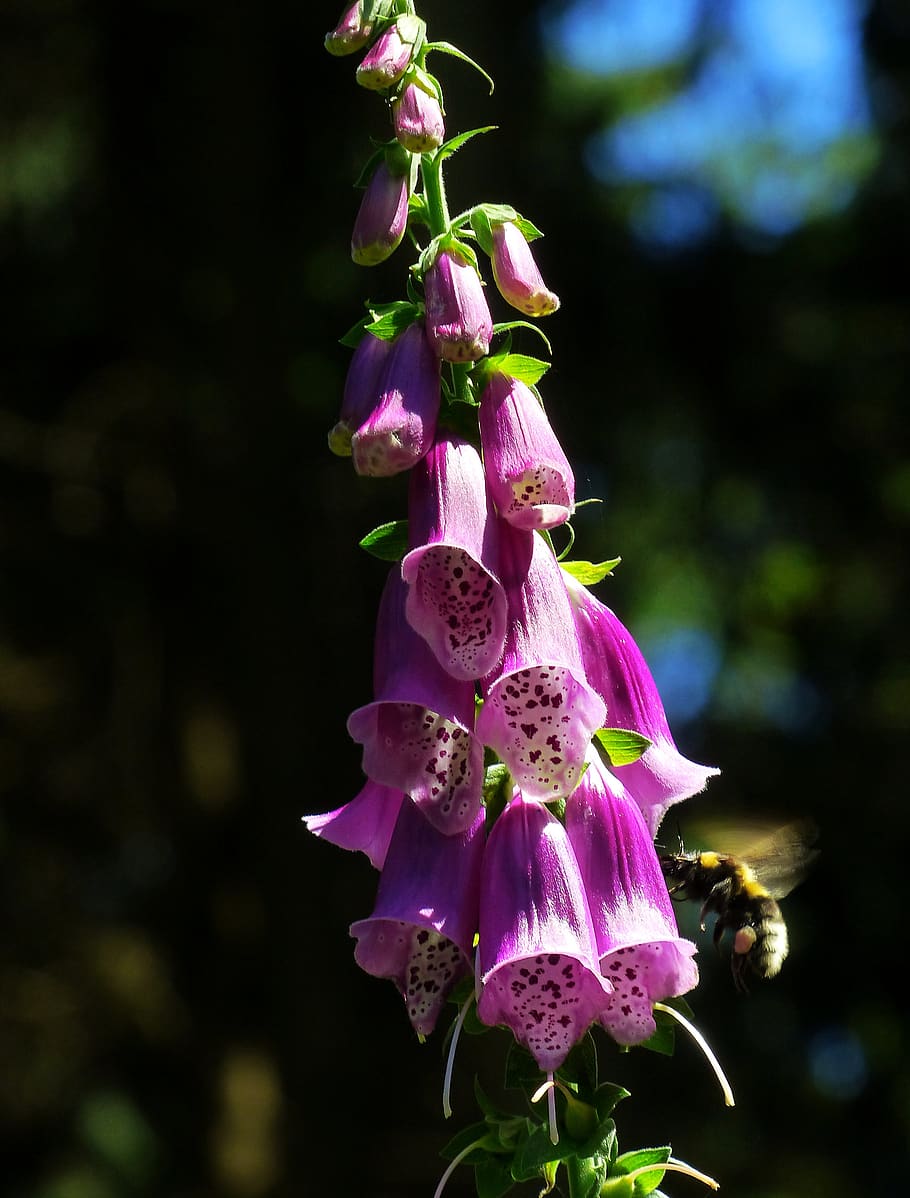 thimble, common foxglove, forest bells, digitalis purpurea, flower, wild plant, pink, giftplanze, hummel, motion blur