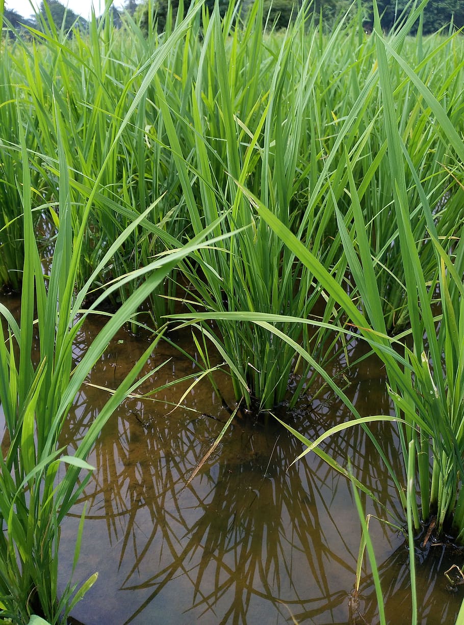 arroz, campo, tierra de cultivo, agricultura, planta, alimentos, plantaciones, orgánico, agua, color verde