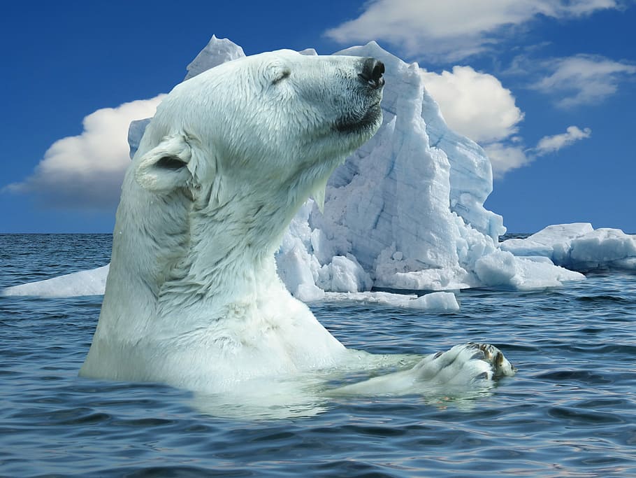 polar, bear, body, water, iceberg, daytime, nature, polar bear, animal, predator