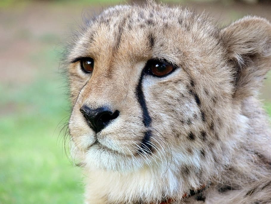 guepardo marrón, guepardo, manchado, manchas, lágrimas, marcas de lágrimas, salvaje, vida silvestre, animal salvaje, gato grande