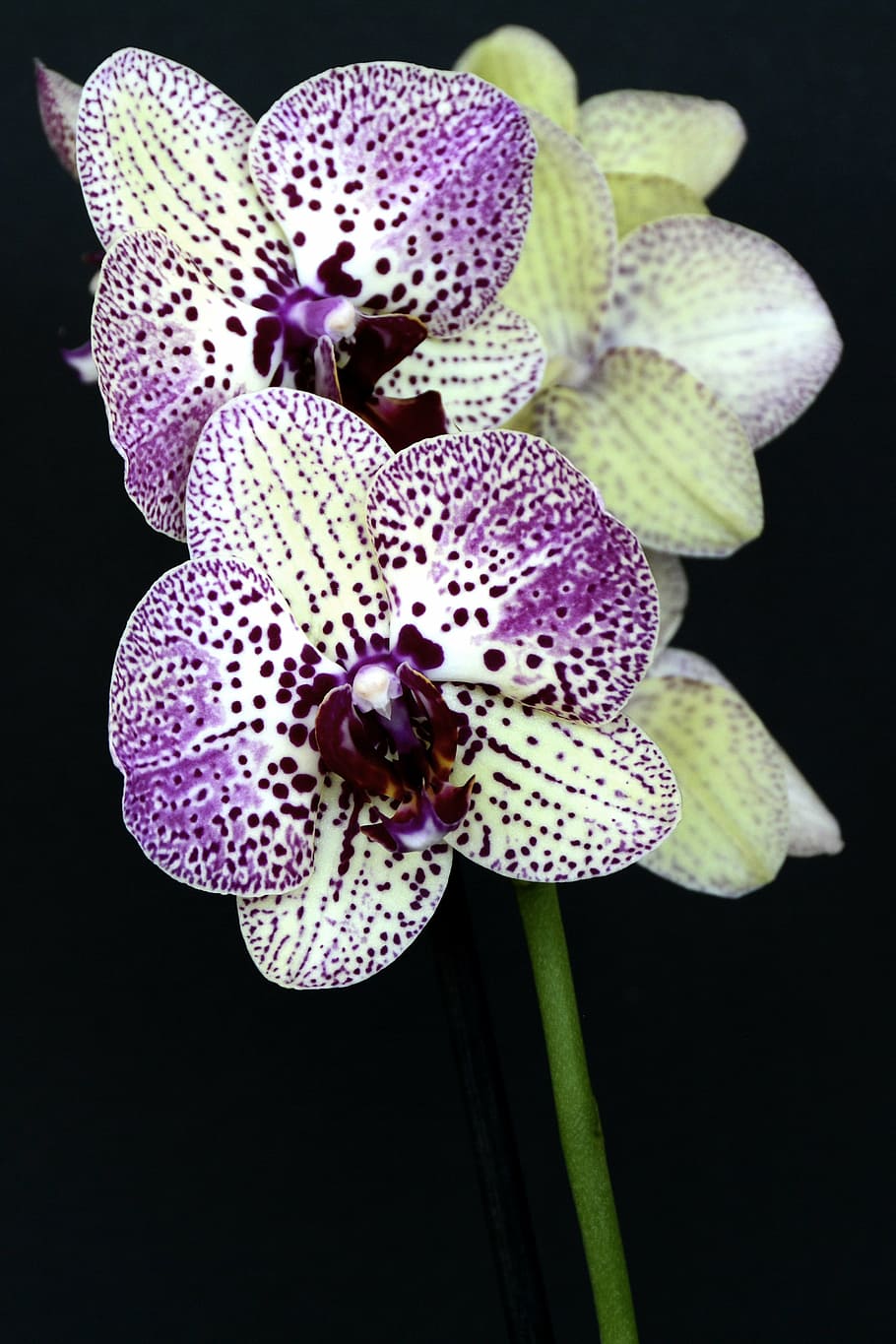 púrpura, amarillo, orquídeas, flores, violeta blanca, flor de la orquídea, hojas, naturaleza, planta, brote
