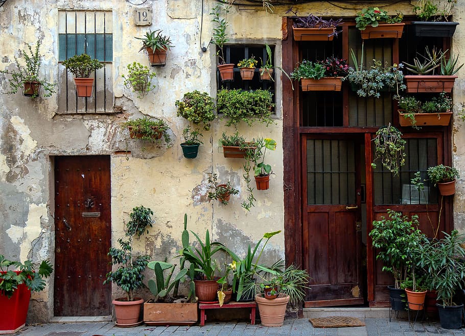 surtidos, plantas, colgantes, pared, puertas, balcón, ventana, plantas con flores, flores, calle