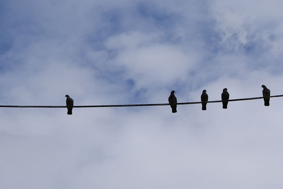 birds, perched, doves, wire, line, fly, wings, feather, wildlife, beak