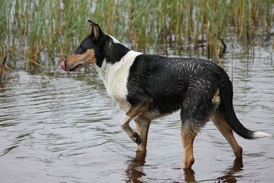 collie, anjing, berambut pendek, kesayangan, air, mandi, musim panas, alam, imut, danau