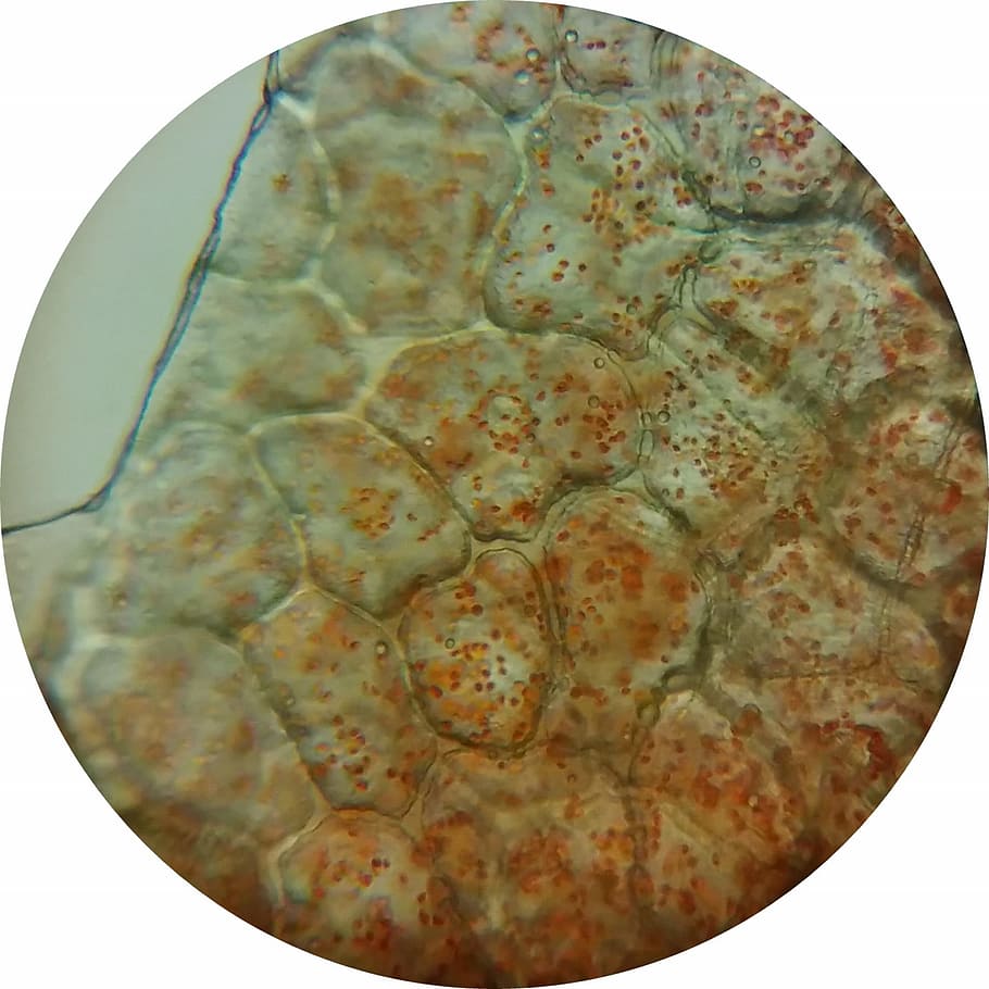 paprika, fruit bowl, chromoplasts, microscope image, plant cells, plant cell, white background, indoors, close-up, studio shot