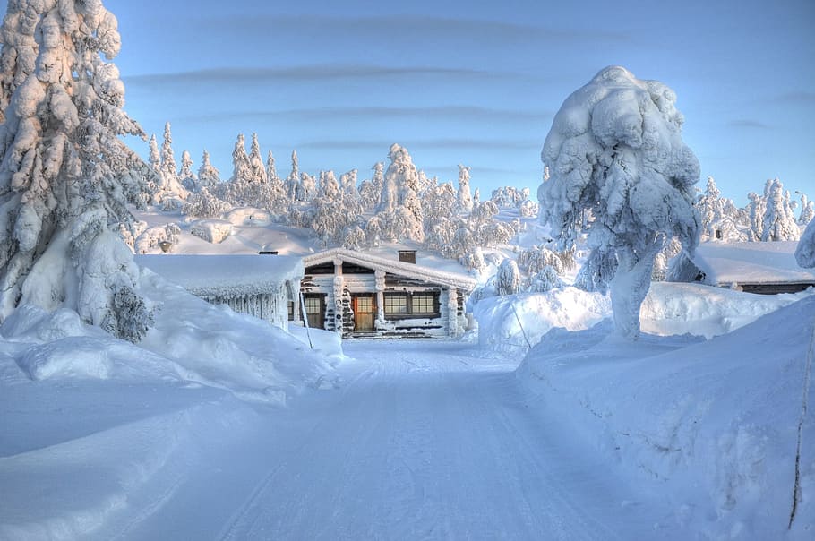 白 おおわれた 家 木 昼間 塗られた家 冬 雪 風景 低温 Pxfuel