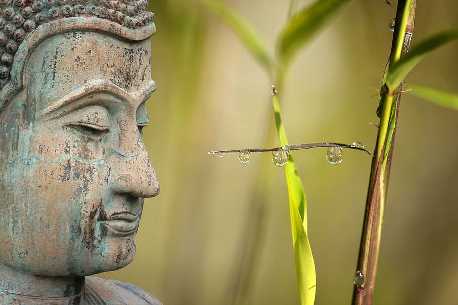 estátua de buddha gautama, bem-estar, cana, relaxamento, meditação, gotejamento, gota de água, espelhamento, buda, bambu