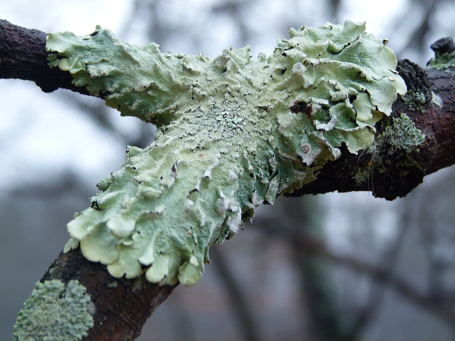 lichen, fungus, nature, green, macro, wood, focus on foreground, close-up, plant, day