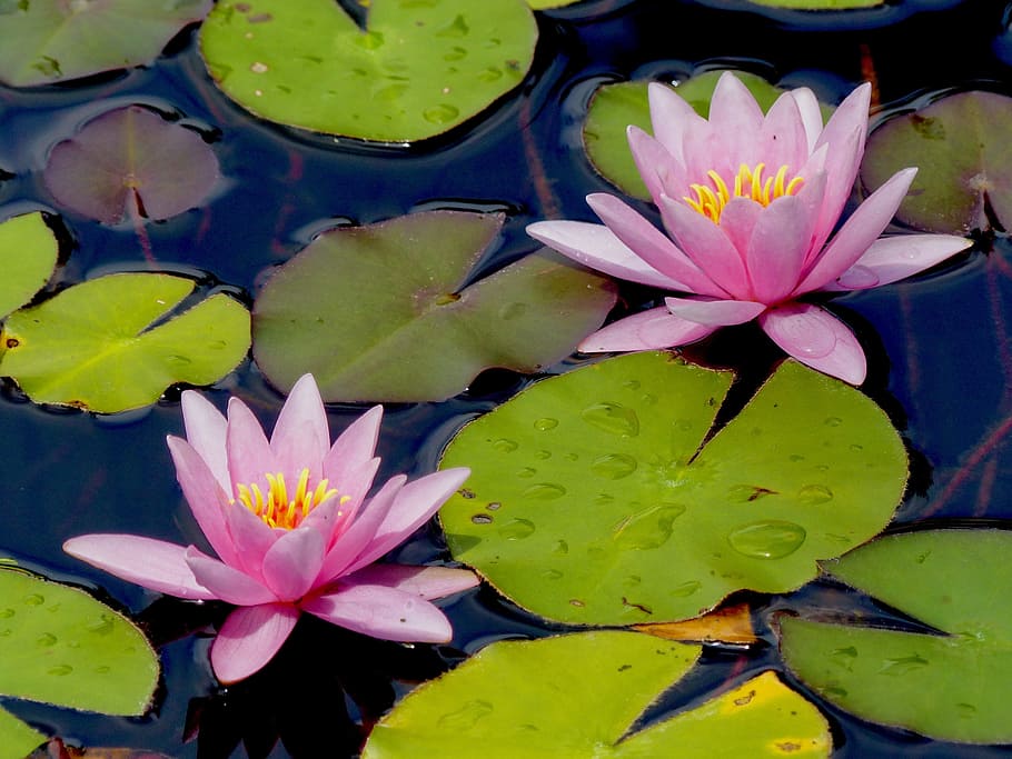 water lily, lily, lily pad, flower, flowering plant, plant, beauty in nature, water, pond, floating
