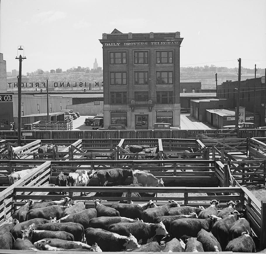 stockyards, livestock, beef, outdoors, bovine, agriculture, pens, cattle, stock, meat