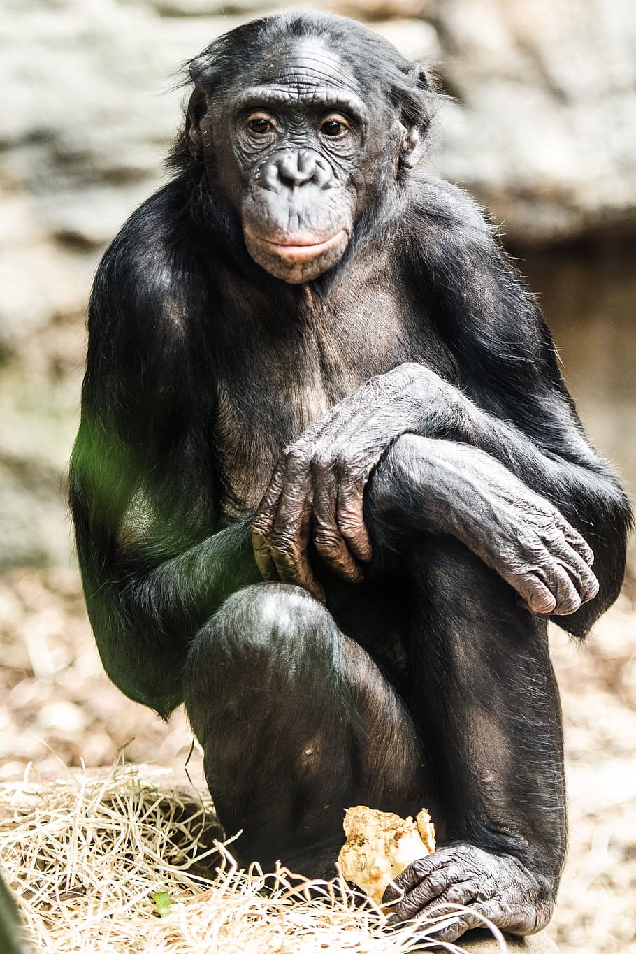 bonobo, animal, monkey, mammal, zoo, primate, animal wildlife, ape, animals in the wild, vertebrate