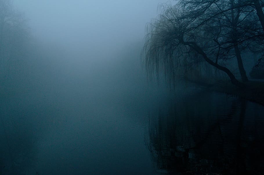 the fog, dark, nature, tree, landscape, twilight, blue, the background, fog, tranquility
